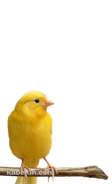 カナリアのAndroidの壁紙(360px x 592px) スマホ用