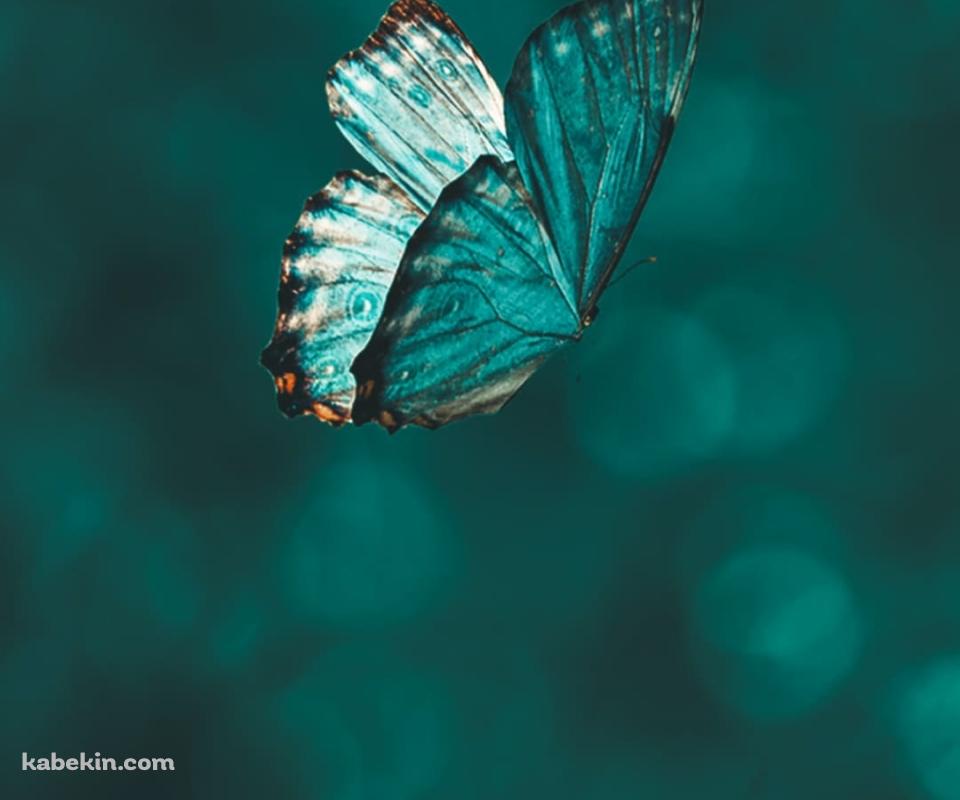 めちゃくちゃ綺麗な緑の蝶のAndroidの壁紙(960px x 800px) スマホ用