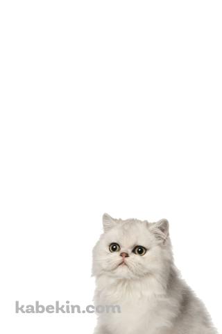 ペルシャ 猫のAndroidの壁紙(320px x 480px) スマホ用