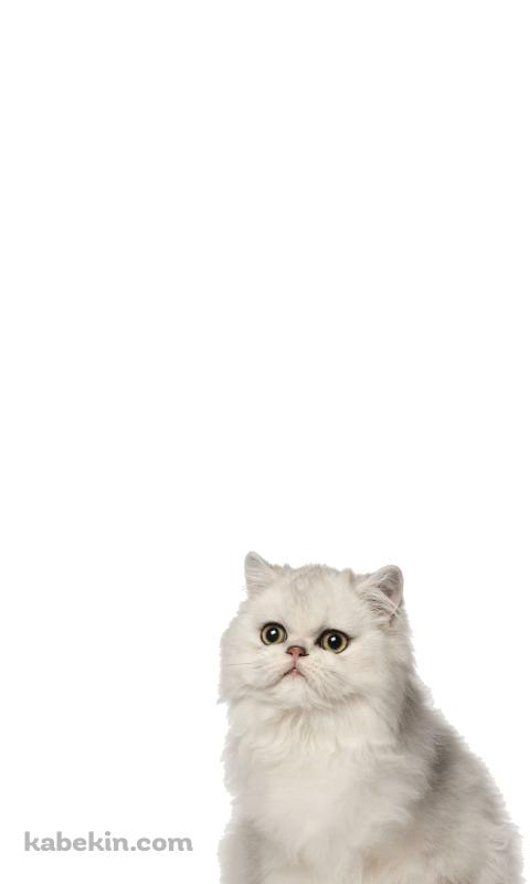 ペルシャ 猫のAndroidの壁紙(480px x 800px) スマホ用