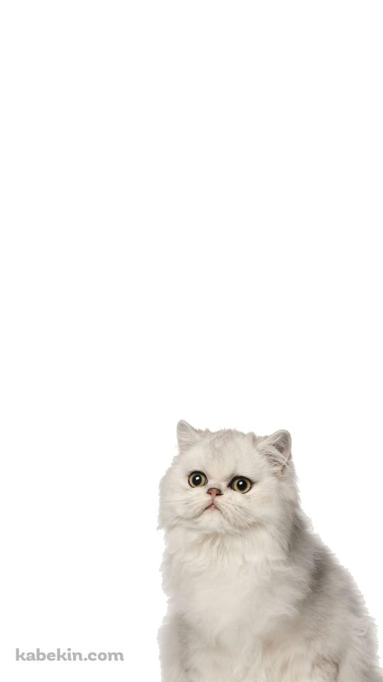 ペルシャ 猫のAndroidの壁紙(540px x 960px) スマホ用