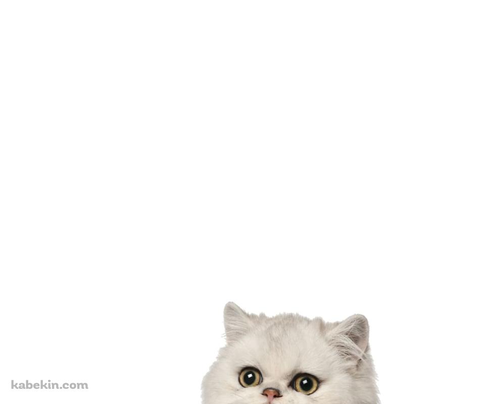ペルシャ 猫のAndroidの壁紙(960px x 800px) スマホ用