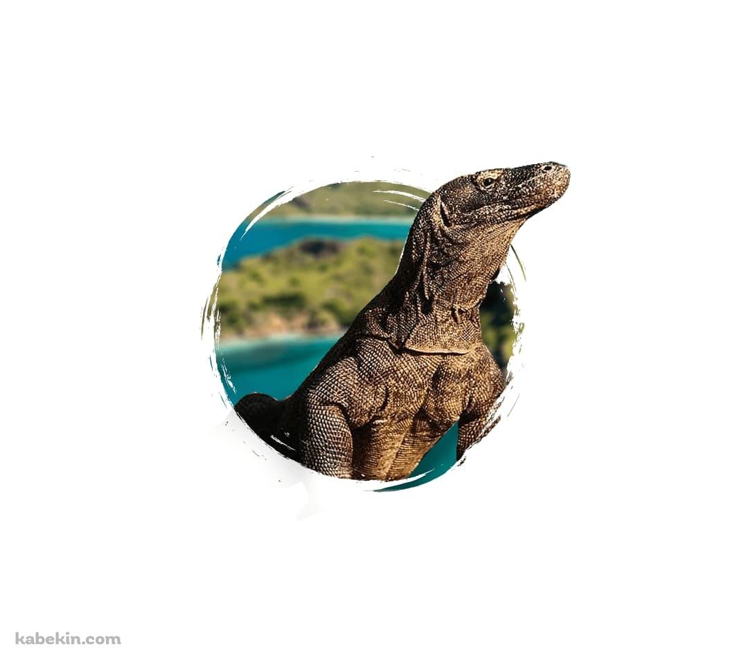 コモドドラゴンのAndroidの壁紙(1080px x 960px) スマホ用