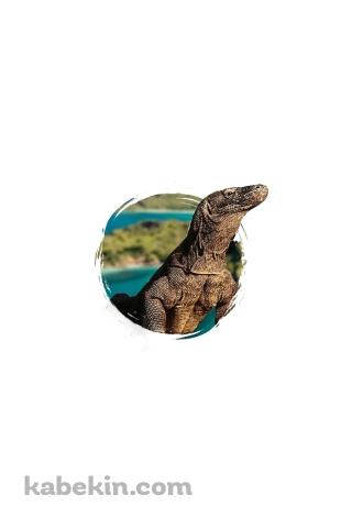 コモドドラゴンのAndroidの壁紙(320px x 480px) スマホ用