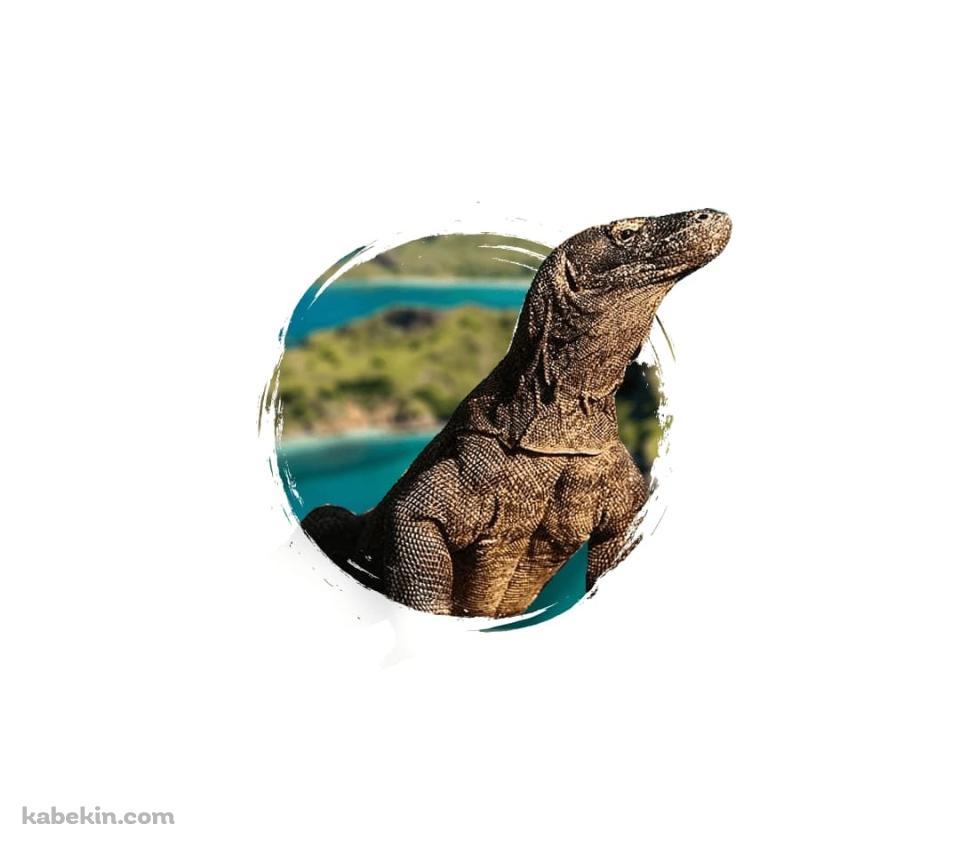 コモドドラゴンのAndroidの壁紙(960px x 854px) スマホ用