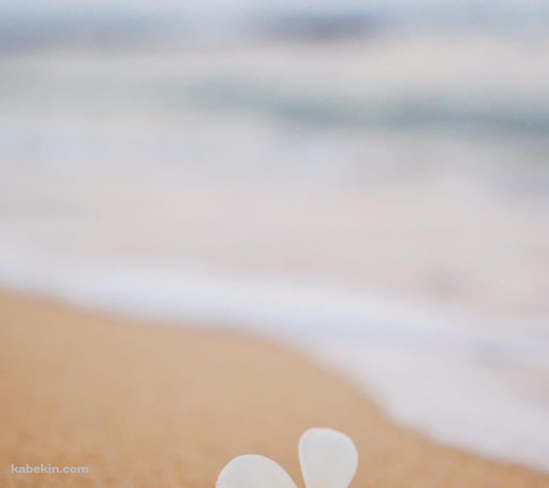 ハワイのワイキキビーチ 白い花のAndroidの壁紙(1080px x 960px) スマホ用