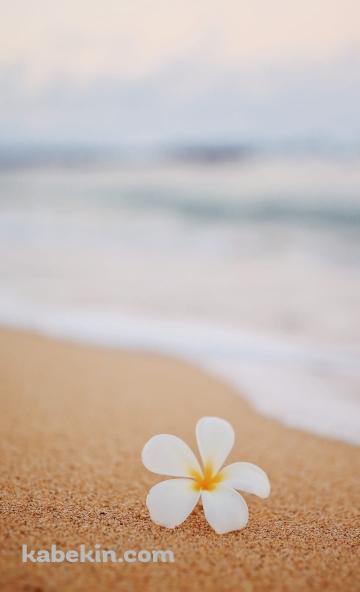 ハワイのワイキキビーチ 白い花のAndroidの壁紙(360px x 592px) スマホ用
