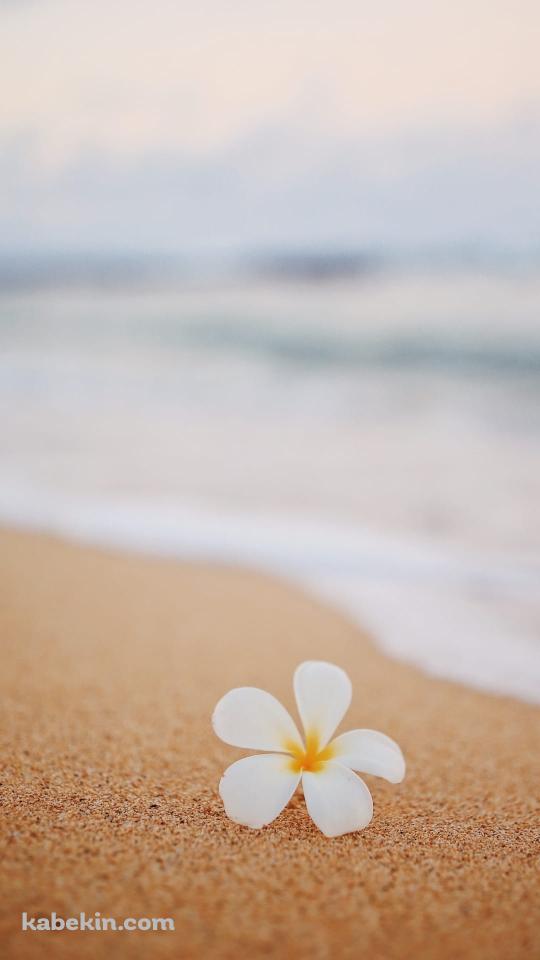 ハワイのワイキキビーチ 白い花のAndroidの壁紙(540px x 960px) スマホ用
