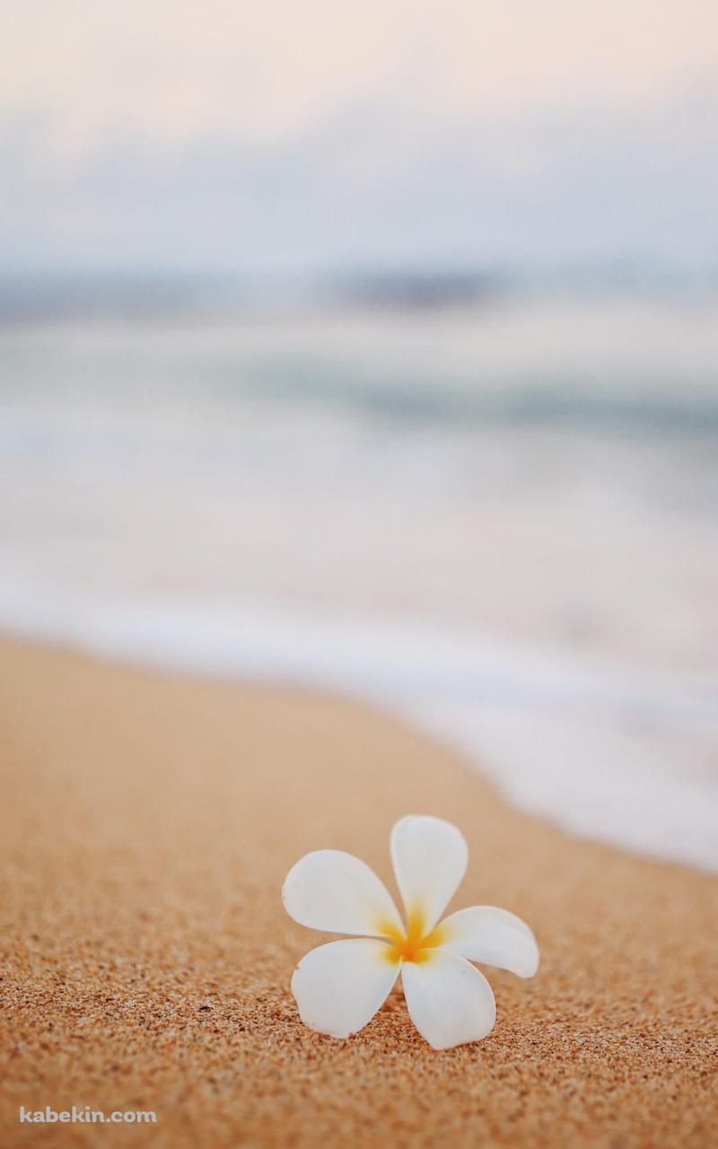 ハワイのワイキキビーチ 白い花のAndroidの壁紙(800px x 1280px) スマホ用