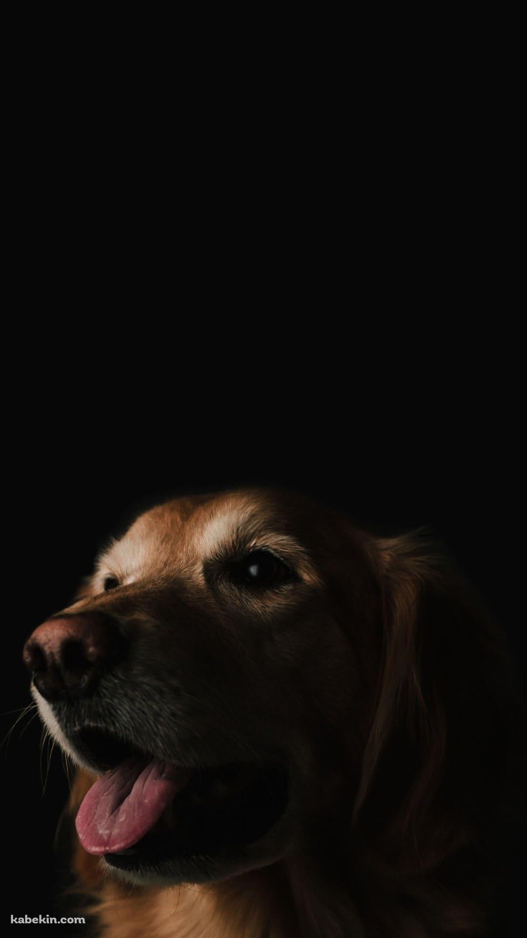 ゴールデン・レトリバーのAndroidの壁紙(1080px x 1920px) スマホ用