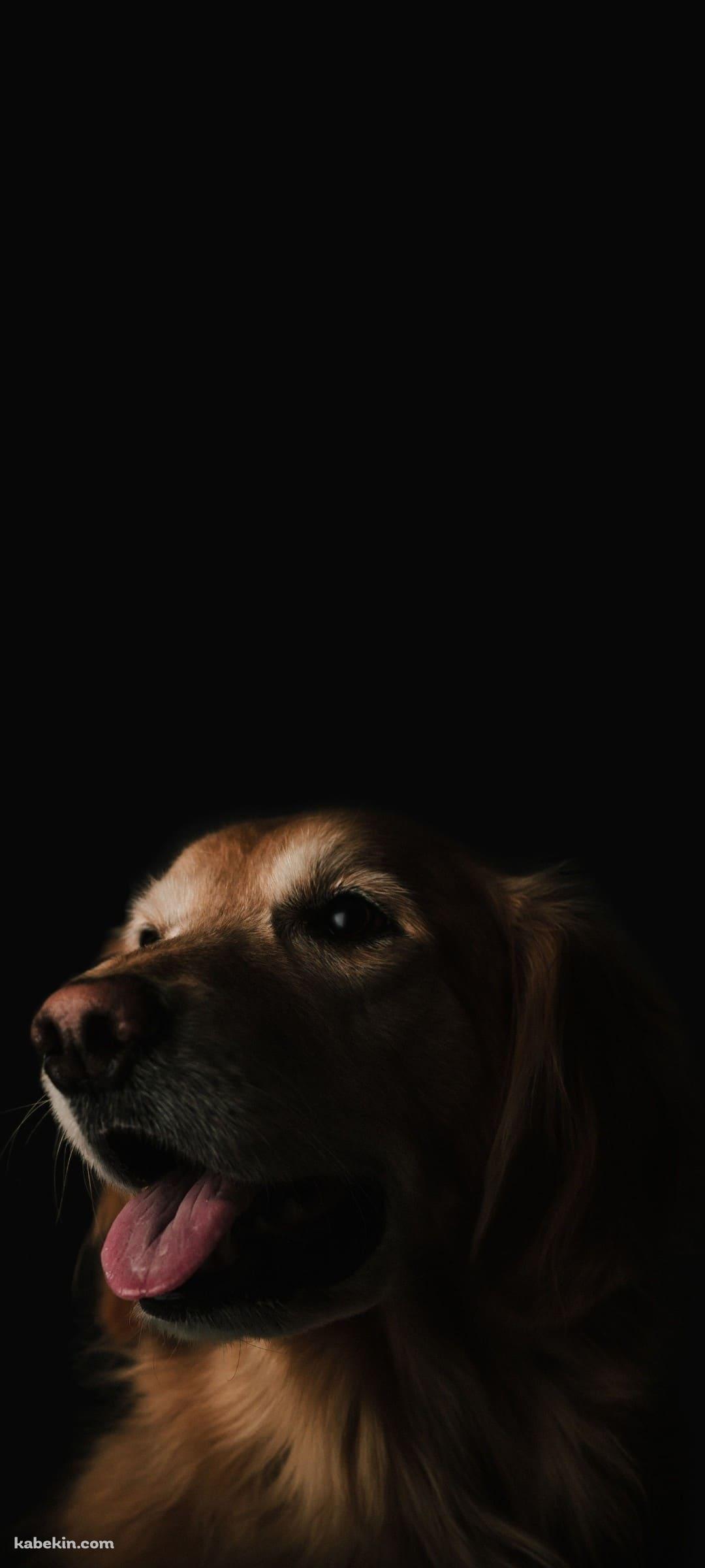 ゴールデン・レトリバーのAndroidの壁紙(1080px x 2400px) スマホ用