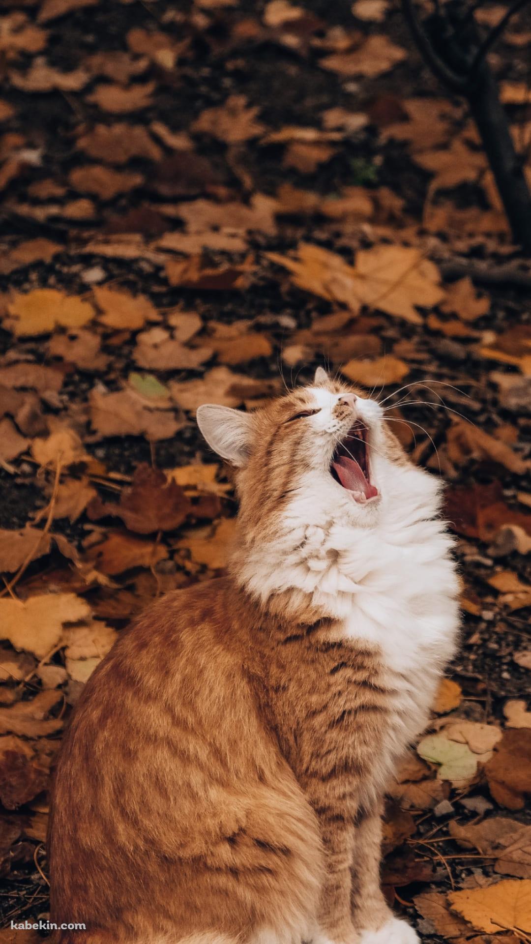 紅葉と欠伸をする猫のAndroidの壁紙(1080px x 1920px) スマホ用