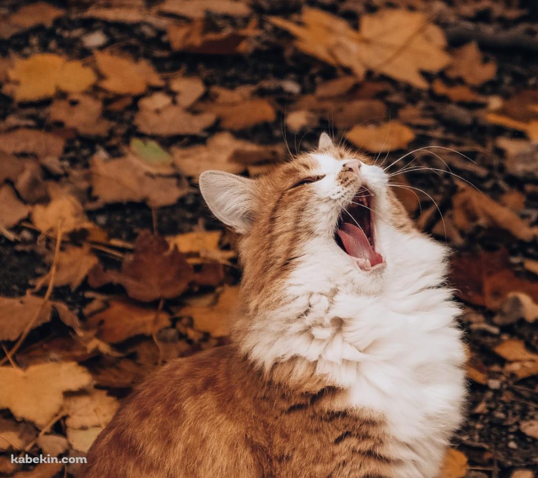 紅葉と欠伸をする猫のAndroidの壁紙(1080px x 960px) スマホ用