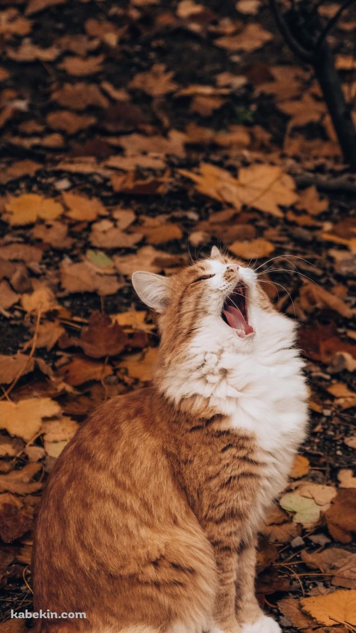 紅葉と欠伸をする猫のAndroidの壁紙(720px x 1280px) スマホ用