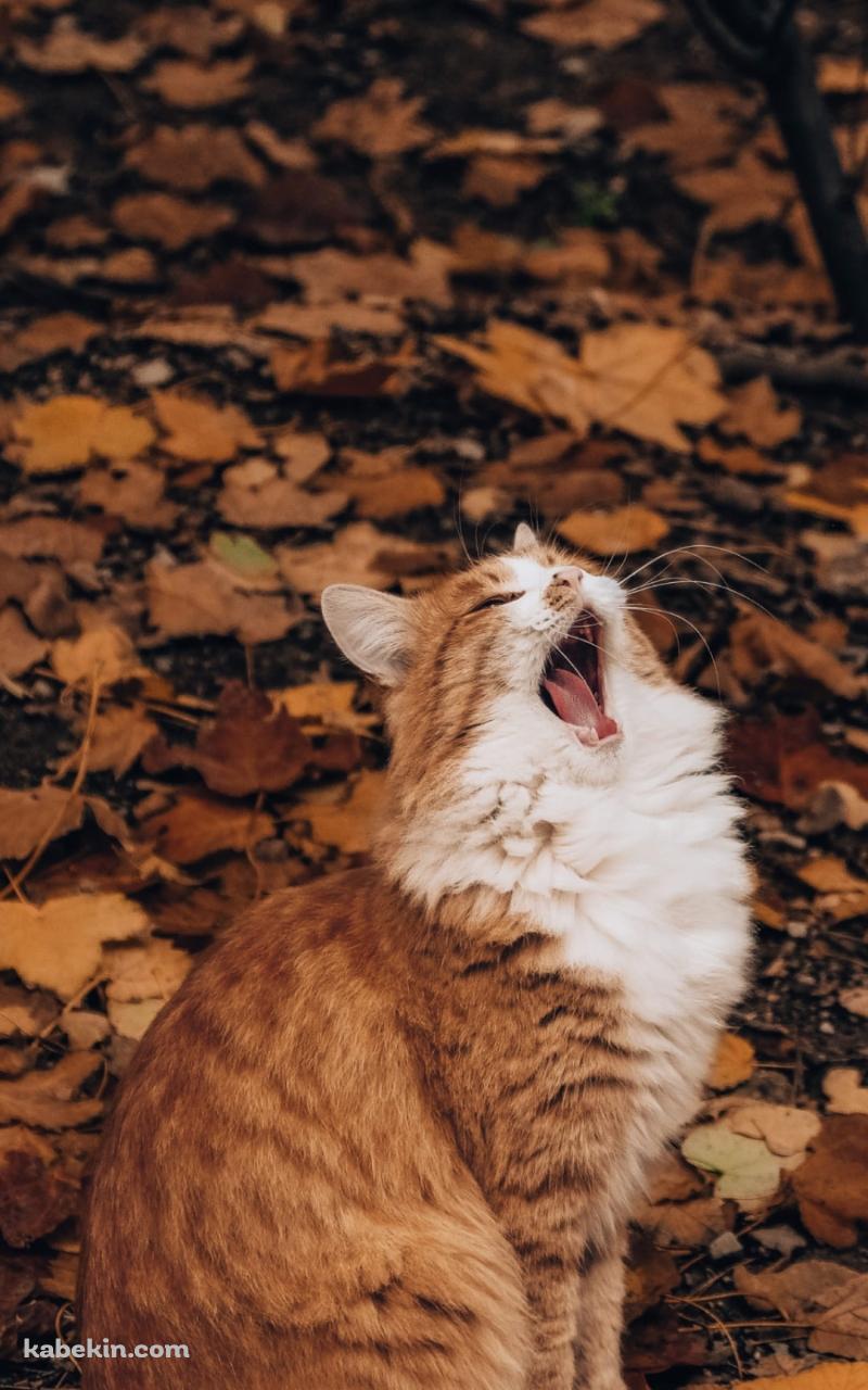 紅葉と欠伸をする猫のAndroidの壁紙(800px x 1280px) スマホ用
