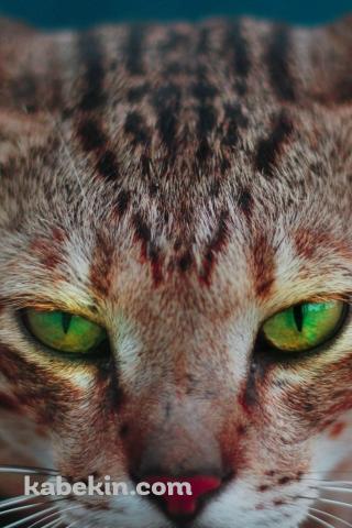 綺麗な緑の瞳の雄猫のAndroidの壁紙(320px x 480px) スマホ用