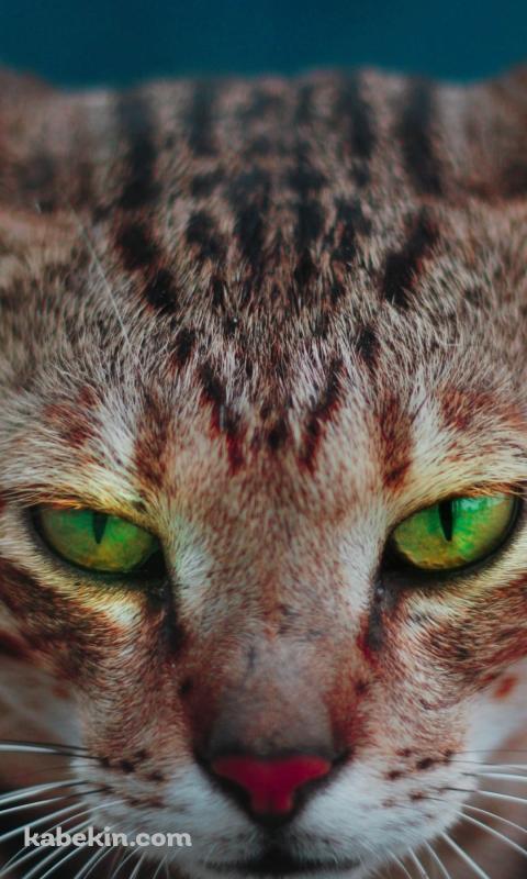 綺麗な緑の瞳の雄猫のAndroidの壁紙(480px x 800px) スマホ用