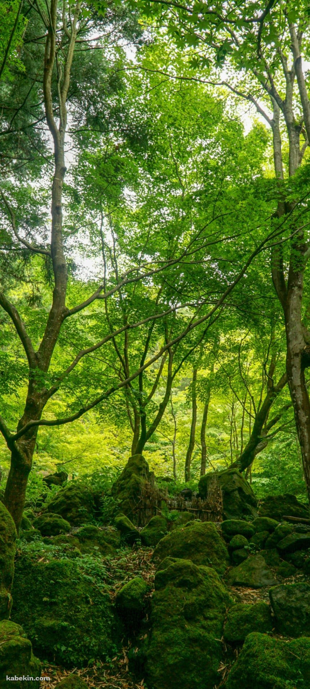 屋久島のAndroidの壁紙(1080px x 2400px) スマホ用
