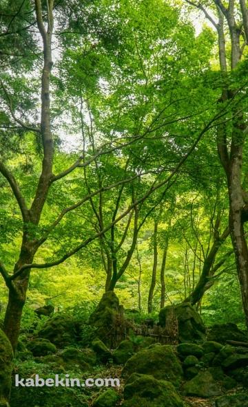 屋久島のAndroidの壁紙(360px x 592px) スマホ用