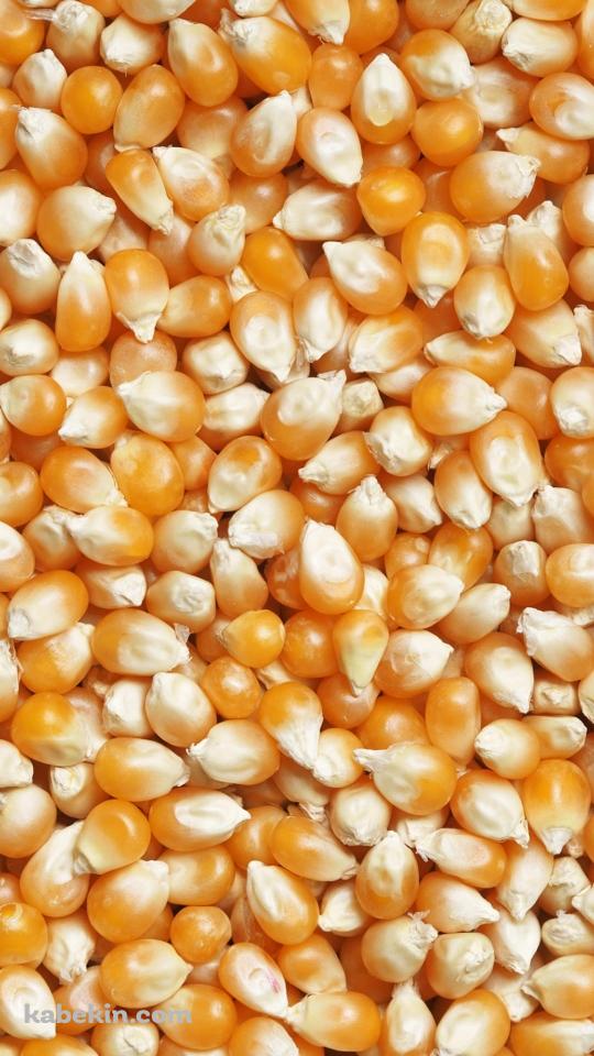 画面いっぱいのトウモロコシのAndroidの壁紙(540px x 960px) スマホ用