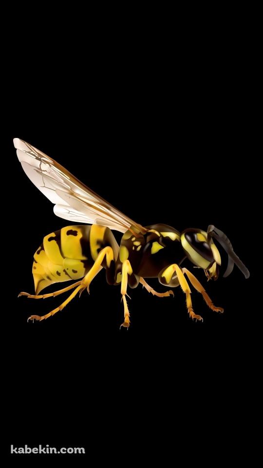スズメバチのAndroidの壁紙(540px x 960px) スマホ用