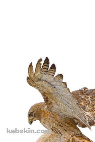 襲いかかる鷹のAndroidの壁紙(320px x 480px) スマホ用