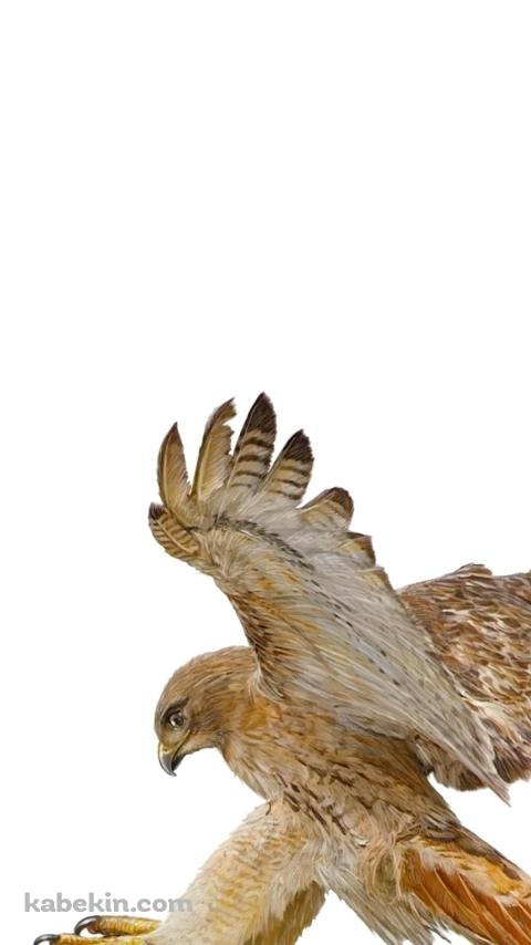 襲いかかる鷹のAndroidの壁紙(480px x 854px) スマホ用