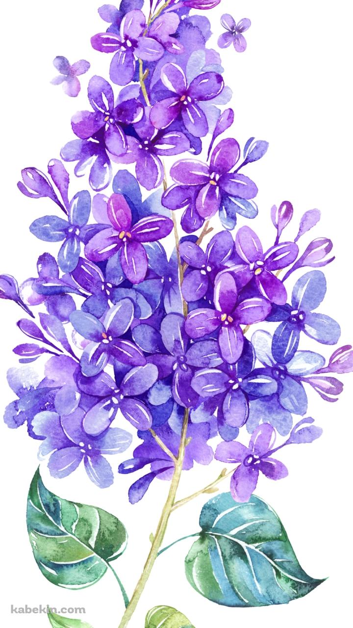 スミレのAndroidの壁紙(720px x 1280px) スマホ用