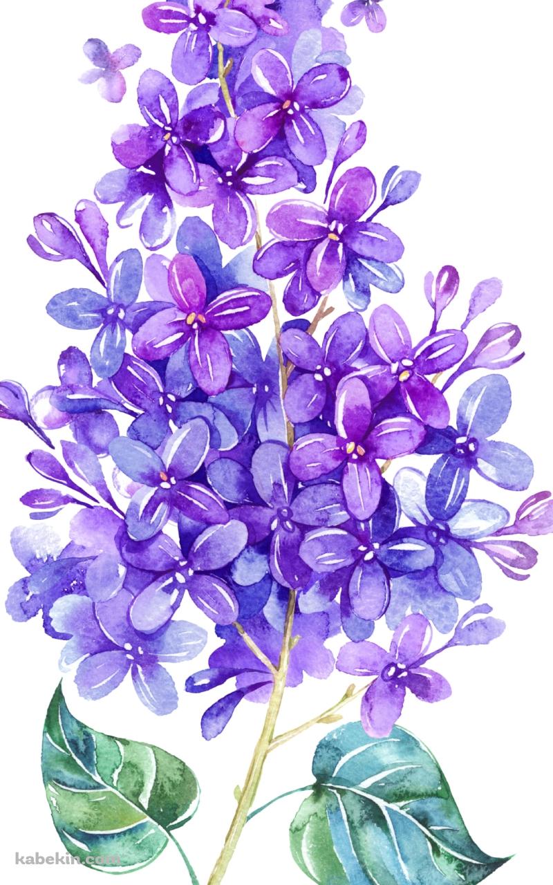 スミレのAndroidの壁紙(800px x 1280px) スマホ用