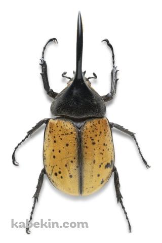 ヘラクレスオオカブトのAndroidの壁紙(320px x 480px) スマホ用