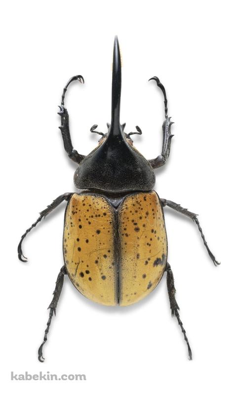 ヘラクレスオオカブトのAndroidの壁紙(480px x 800px) スマホ用