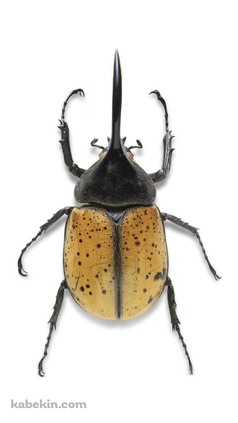 ヘラクレスオオカブトのAndroidの壁紙(480px x 854px) スマホ用