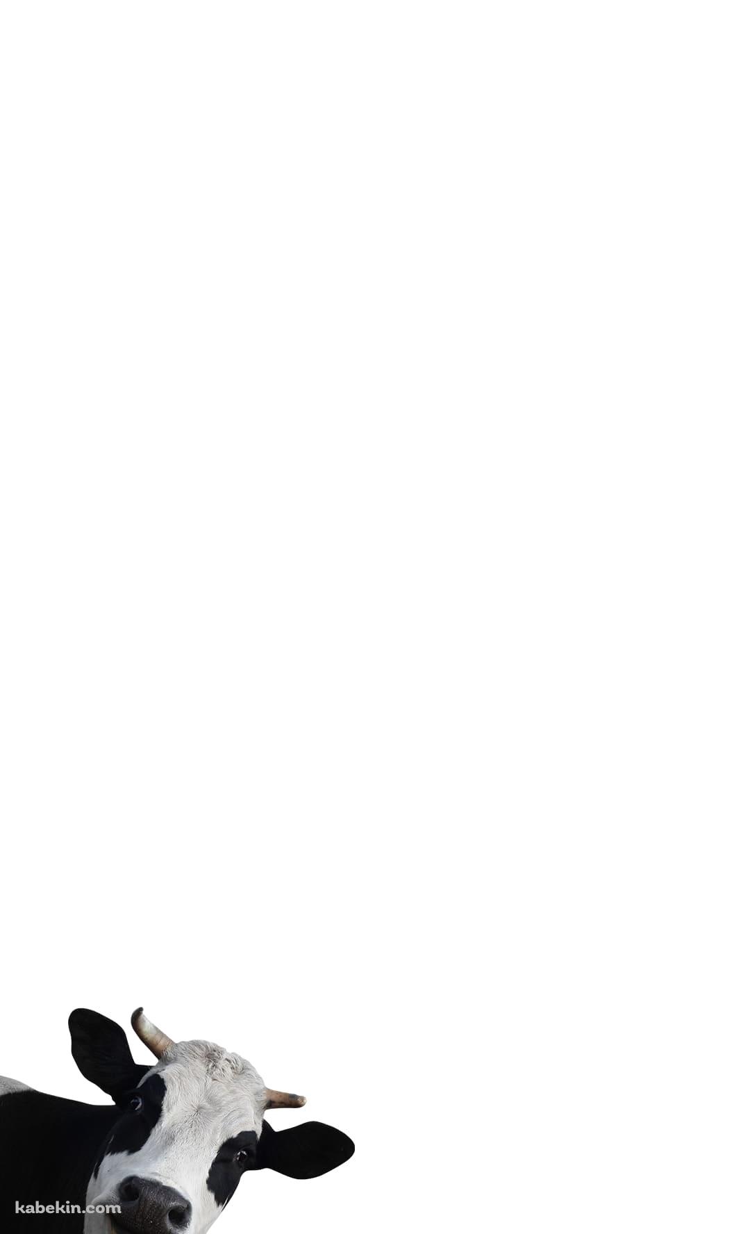 覗きこむ牛のAndroidの壁紙(1080px x 1776px) スマホ用