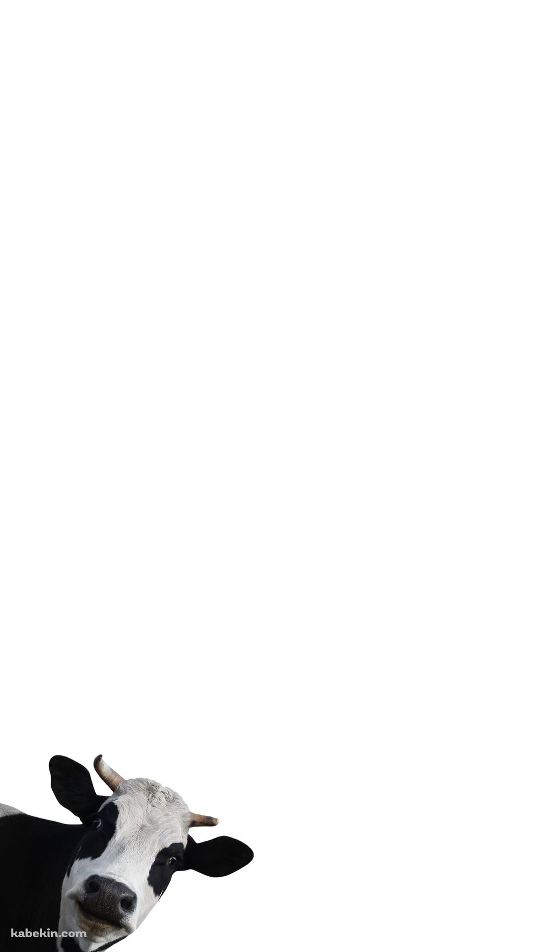 覗きこむ牛のAndroidの壁紙(1080px x 1920px) スマホ用