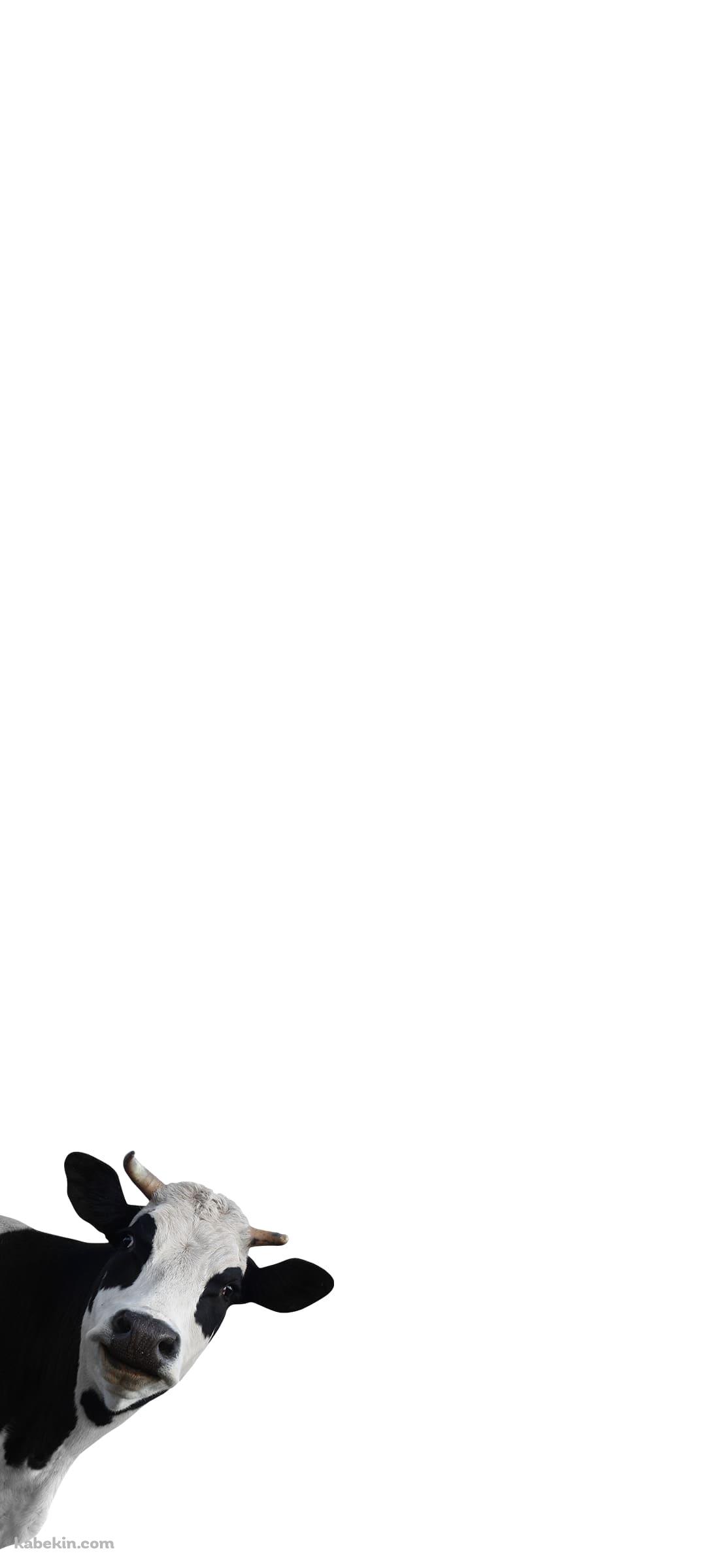 覗きこむ牛のAndroidの壁紙(1080px x 2400px) スマホ用