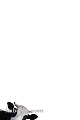 覗きこむ牛のAndroidの壁紙(320px x 480px) スマホ用