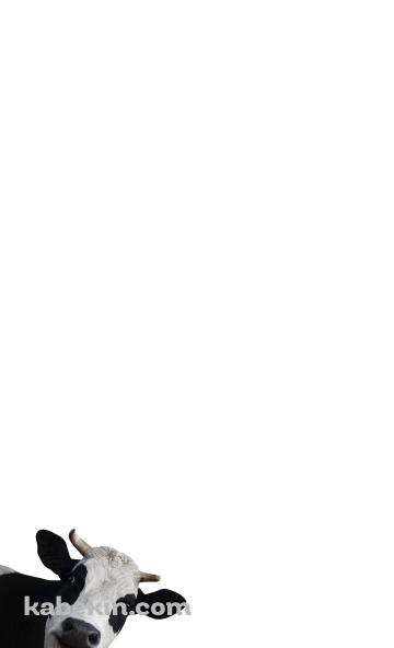 覗きこむ牛のAndroidの壁紙(360px x 592px) スマホ用