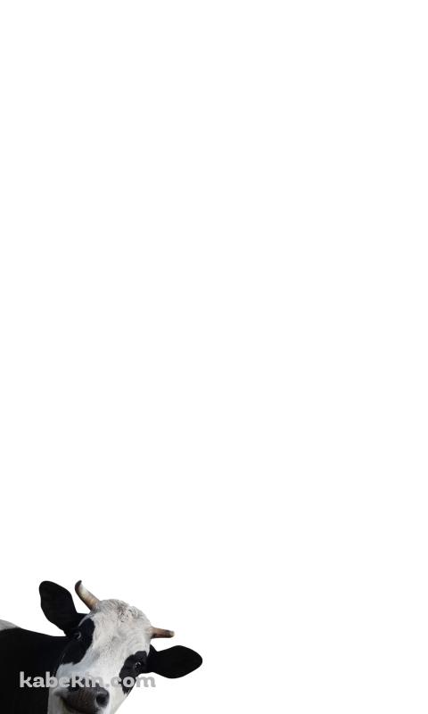 覗きこむ牛のAndroidの壁紙(480px x 800px) スマホ用