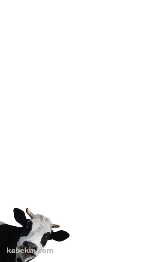 覗きこむ牛のAndroidの壁紙(480px x 854px) スマホ用