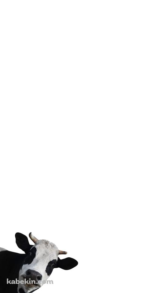 覗きこむ牛のAndroidの壁紙(540px x 960px) スマホ用