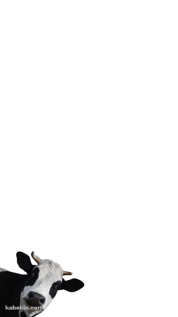 覗きこむ牛のAndroidの壁紙(720px x 1280px) スマホ用