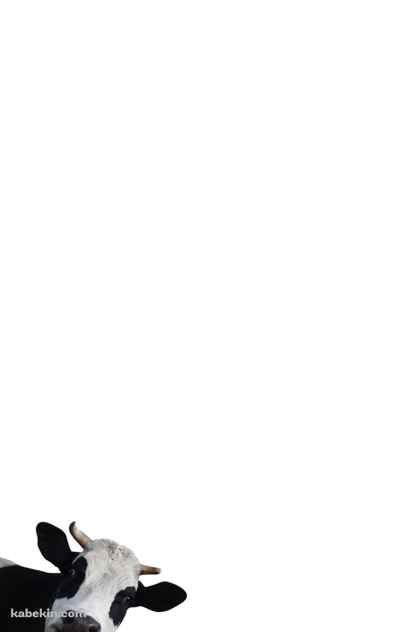 覗きこむ牛のAndroidの壁紙(800px x 1280px) スマホ用