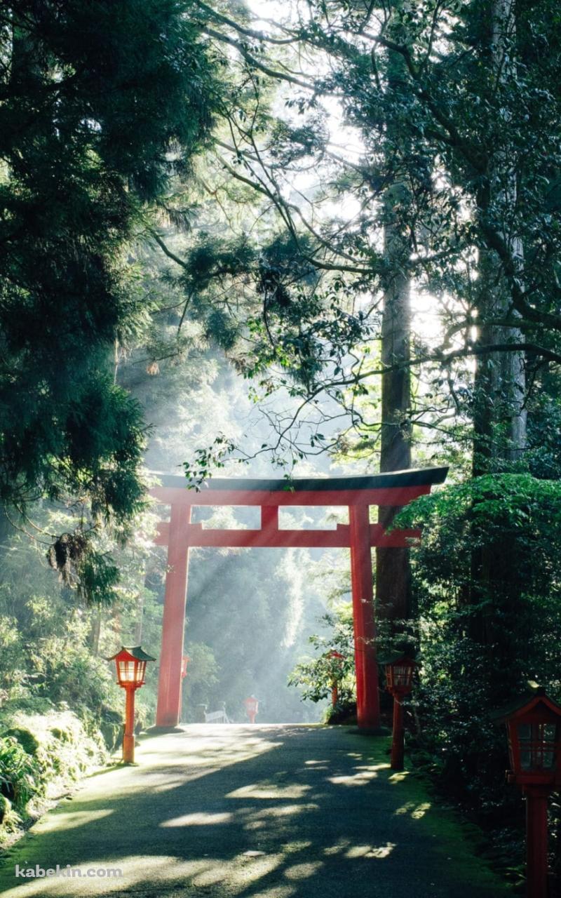 箱根神社 九頭龍神社のAndroidの壁紙(800px x 1280px) スマホ用
