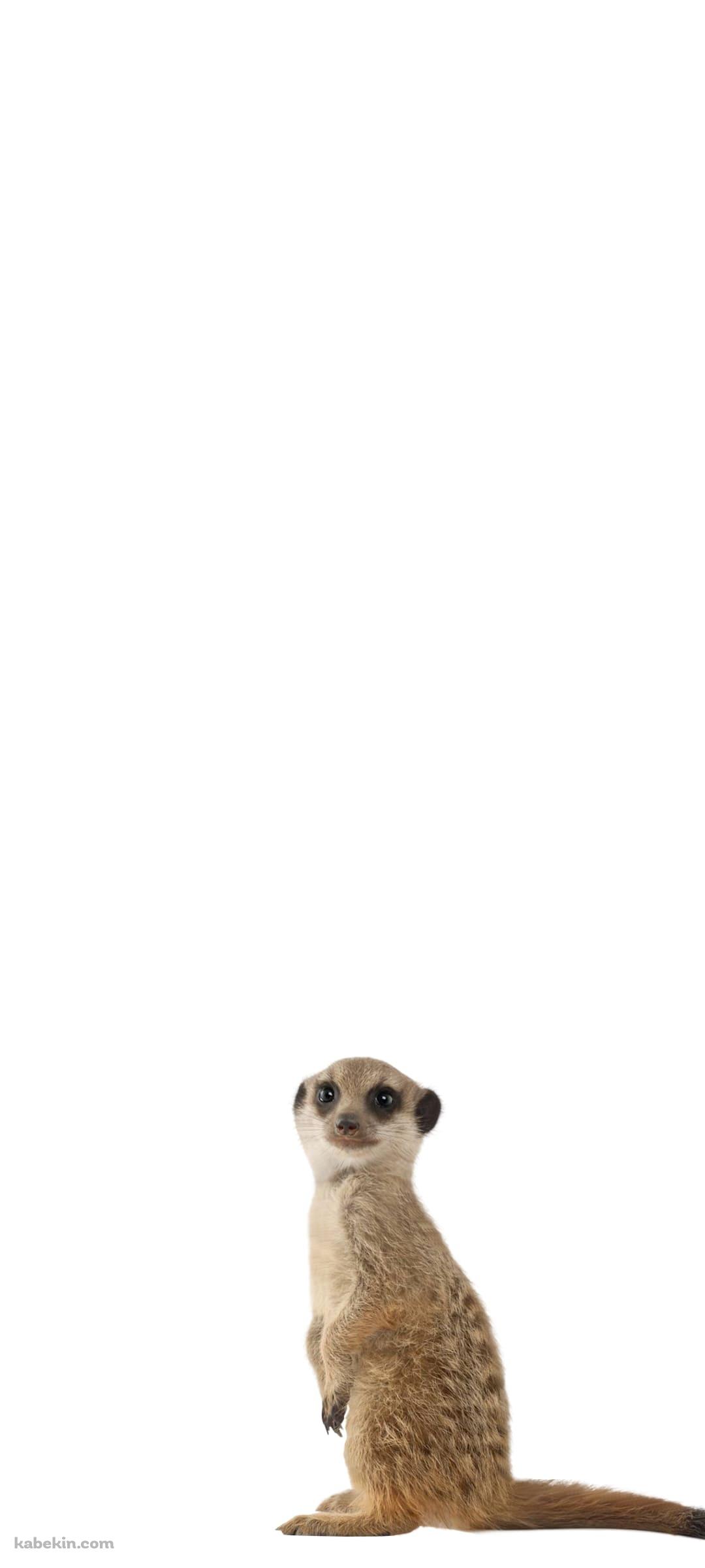 ミーアキャットのAndroidの壁紙(1080px x 2400px) スマホ用