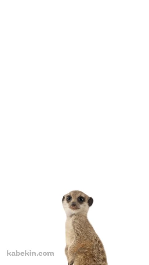 ミーアキャットのAndroidの壁紙(480px x 854px) スマホ用