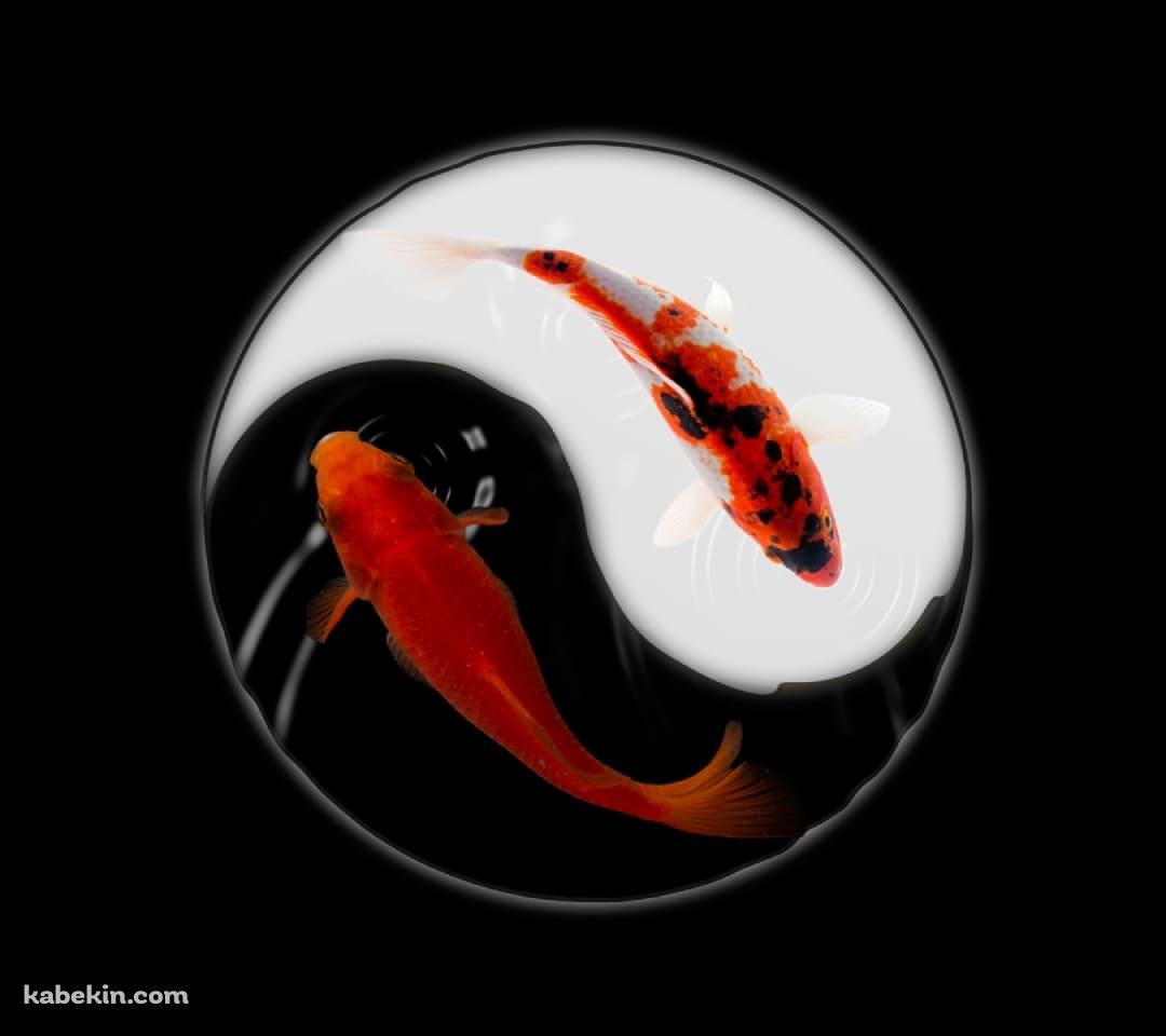 金魚 黒と白のAndroidの壁紙(1080px x 960px) スマホ用