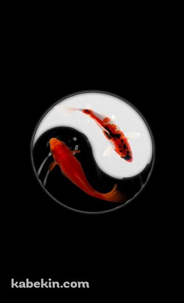 金魚 黒と白のAndroidの壁紙(360px x 592px) スマホ用