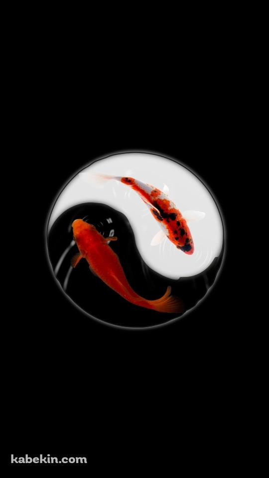 金魚 黒と白のAndroidの壁紙(540px x 960px) スマホ用