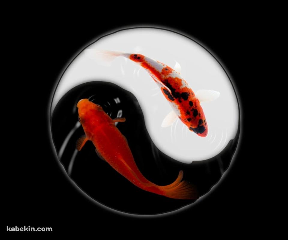金魚 黒と白のAndroidの壁紙(960px x 800px) スマホ用
