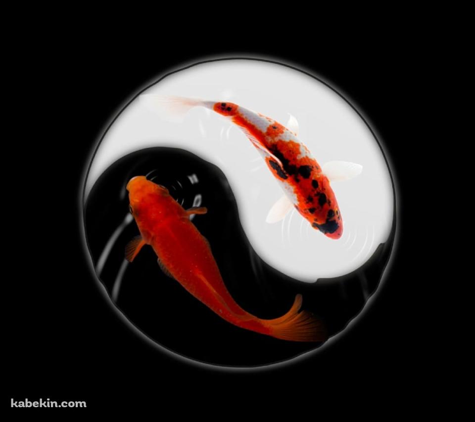 金魚 黒と白のAndroidの壁紙(960px x 854px) スマホ用